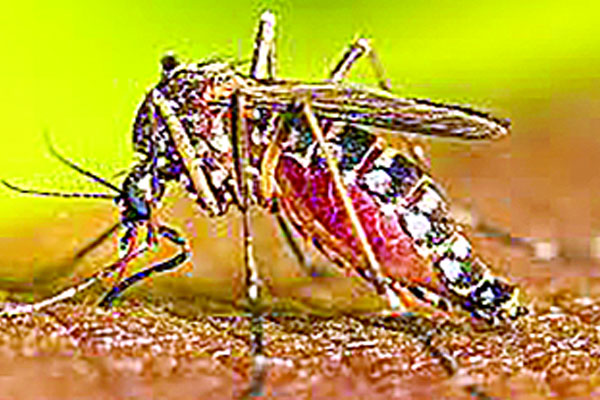 চট্টগ্রামে নীরব আতঙ্ক ডেঙ্গু