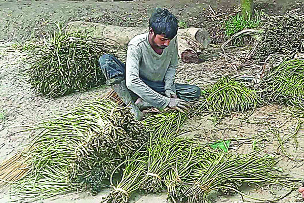 লতিরাজ কচু চাষে ঝুঁকছেন কৃষক