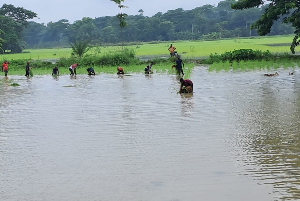 দুমকিতে রোপা আমনের বীজ সংকট, বিপাকে কৃষকরা

