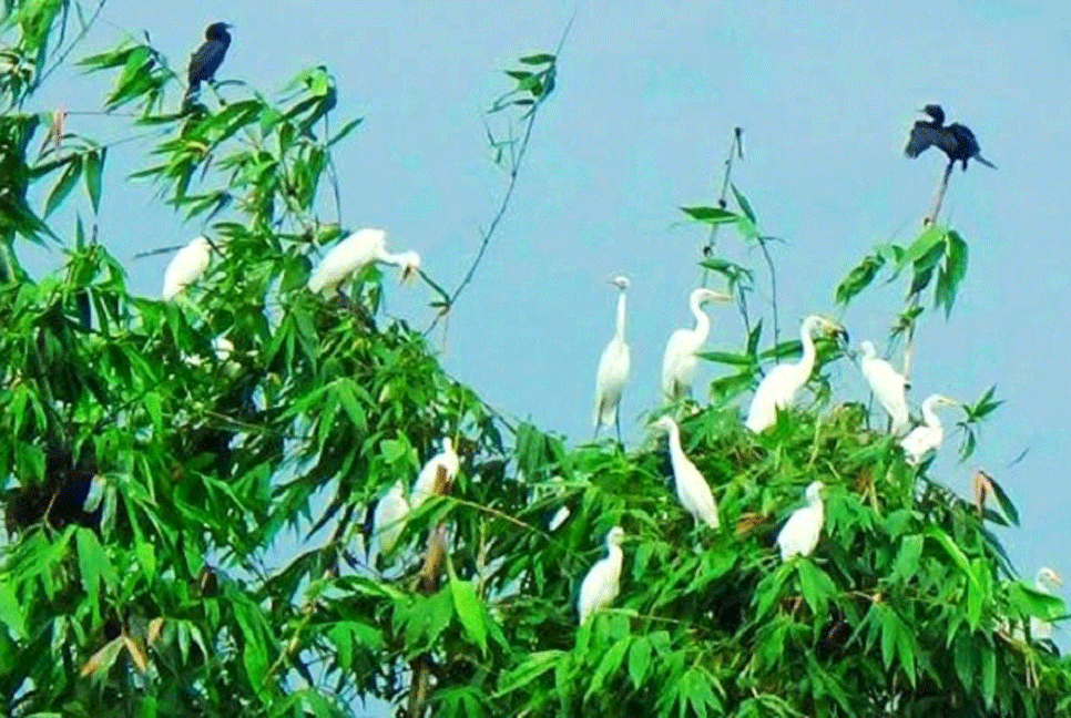 পাখির রাজ্য খানসামার চেয়ারম্যান বাড়ি