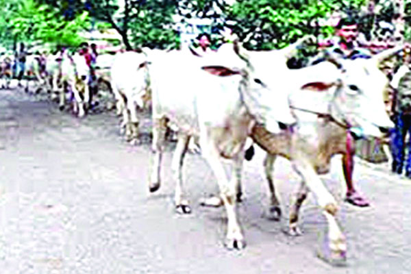 বেপরোয়া চোরাচালান সিন্ডিকেট