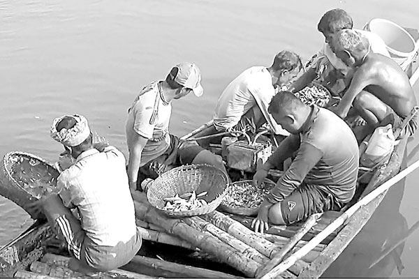 ভরা মৌসুমেও হাওরে মিলছে না মাছ