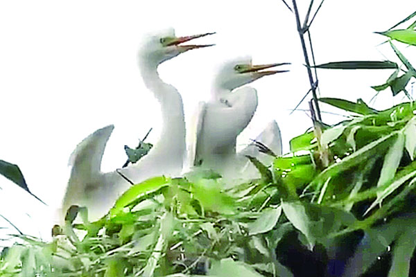 পাখিদের বাড়ি