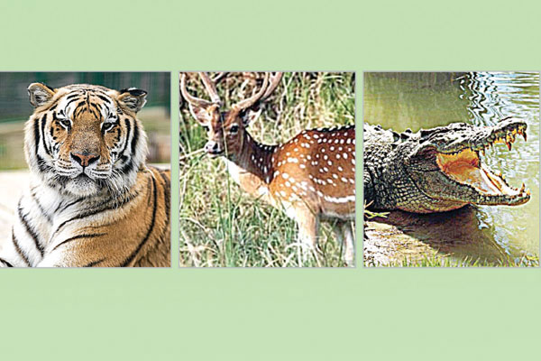 সক্রিয় নেটওয়ার্ক বিপন্ন বন্যপ্রাণী