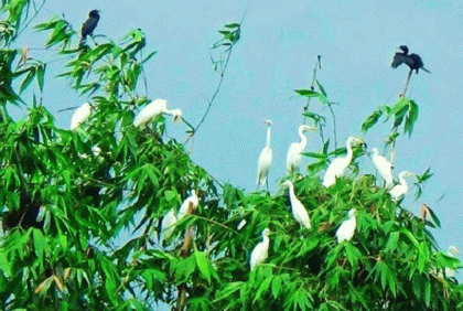 পাখির রাজ্য খানসামার চেয়ারম্যান বাড়ি