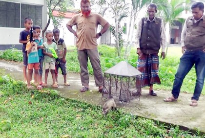 বিলুপ্তপ্রায় গন্ধগোকুল উদ্ধার করে অবমুক্ত

