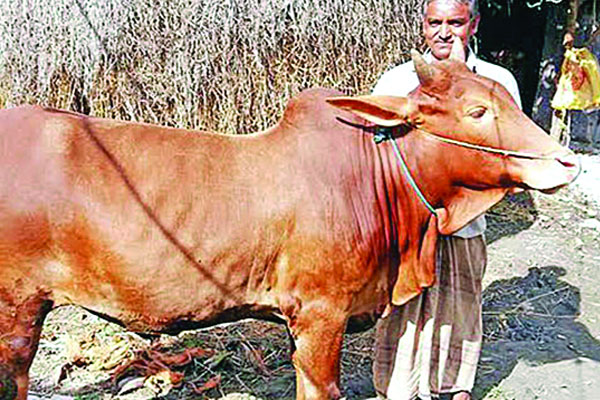 দেশি গরুর প্রথম জাতের স্বীকৃতি