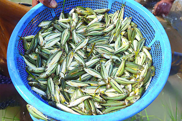 আগুন চোখা মাছ ‘আংগুস’ ফিরে আসছে আবার