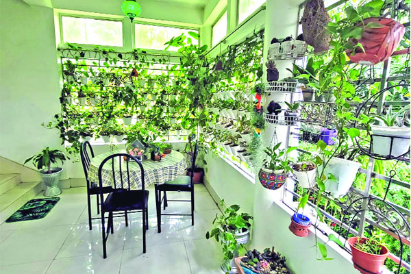 সবুজে সেজেছে বাসা