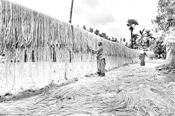 লোকসানের শঙ্কায় পাটচাষিরা