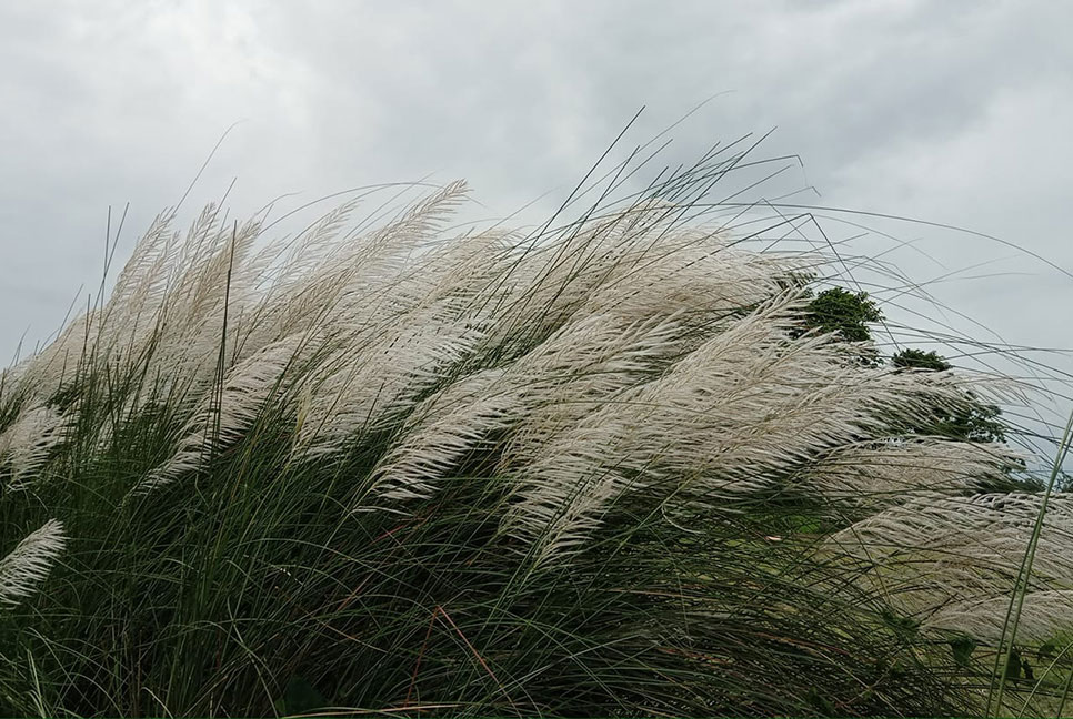 শুভ্রতা ছড়াচ্ছে কাশফুল