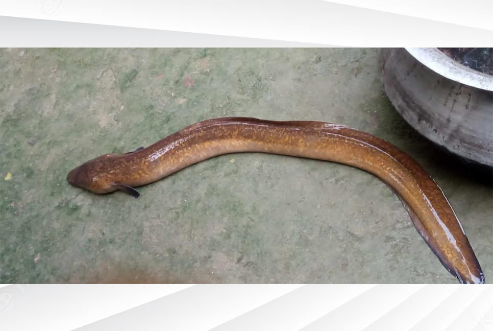 জেলের জালে ধরা পড়ল বিরল ইল মাছ
