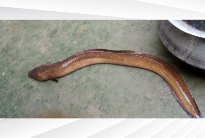 জেলের জালে ধরা পড়ল বিরল ইল মাছ