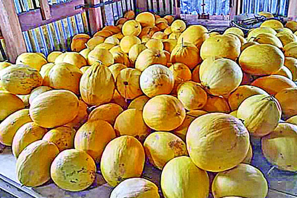 সাম্মাম চাষে চমক