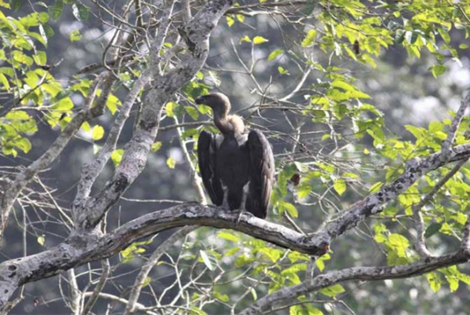 মৌলভীবাজারে আন্তর্জাতিক শকুন সচেতনতা দিবস পালিত