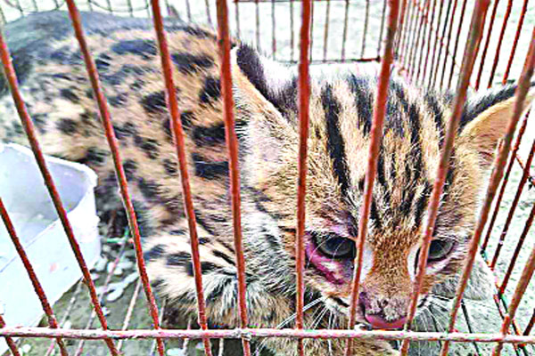 গৃহস্থের জালে আটকা মেছো বাঘ শাবক, পরে অবমুক্ত