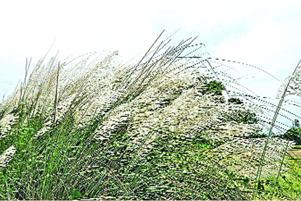 কাশফুলে শরতের শুভ্রতা