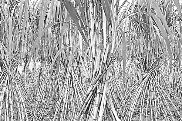 আখের ফলন দামে খুশি চাষি