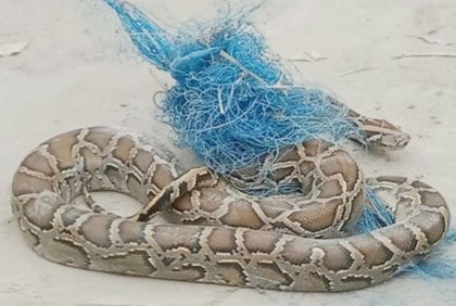 জালে আটকে পড়া অজগর অবমুক্ত