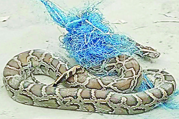 জালে আটকে পড়া অজগর মুক্ত