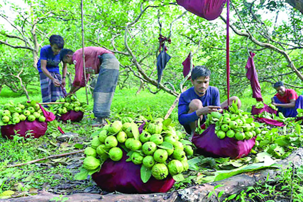 চন্দনাইশের পেয়ারা যাচ্ছে মধ্যপ্রাচ্যে