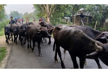চোরাই পথে আনা ২১টি মহিষ জব্দ করলো পুলিশ 