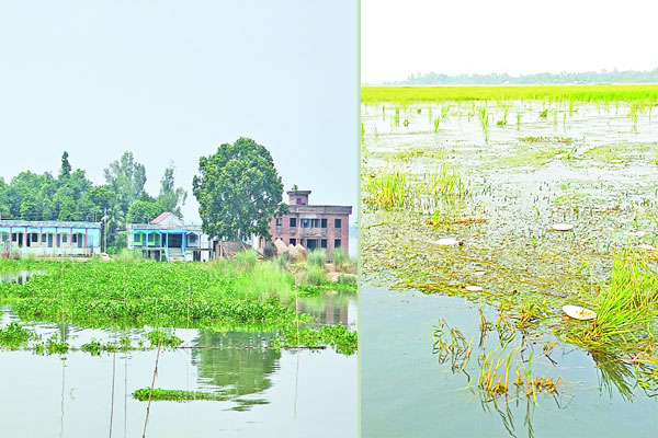 দখল দূষণে বিপন্ন চলনবিল