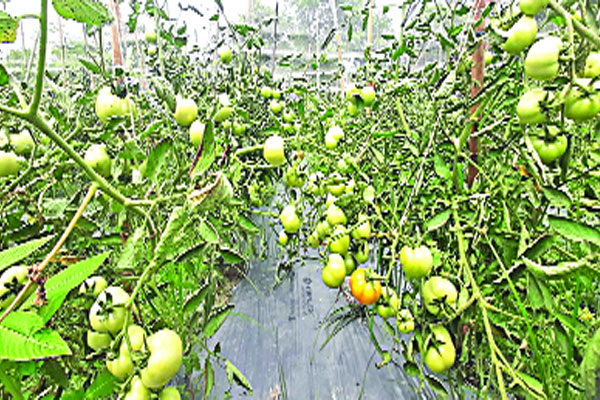 গ্রীষ্মকালীন টমেটোর ভালো ফলন