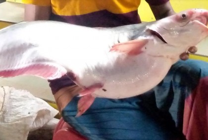 বড়শিতে ধরা পড়ল সাড়ে ৭ কেজি ওজনের পাঙ্গাস
