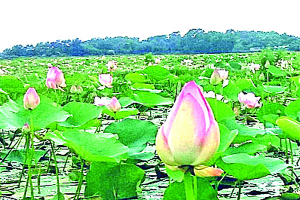 বিলজুড়ে পদ্ম ফুলের সমাহার