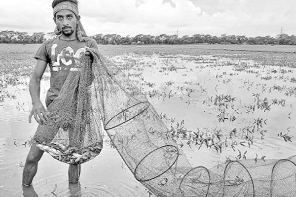 হাওরে বিপন্ন দেশি মাছ