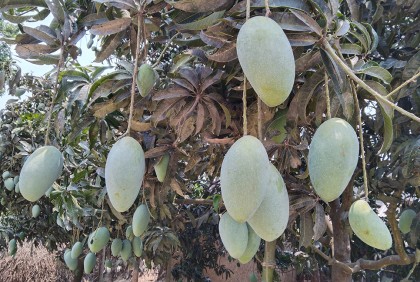চাঁপাইনবাবগঞ্জের ব্র্যান্ডিং কার্যক্রম না থাকায় কাজে আসছে না আমের জিআই স্বীকৃতি