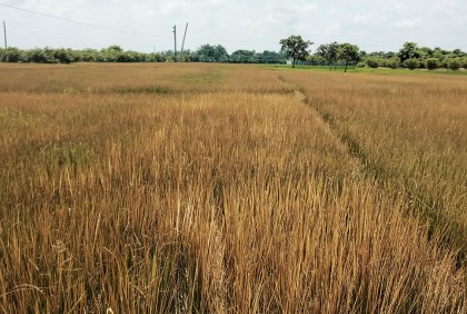 চাঁপাইনবাবগঞ্জে জমির ধান নষ্ট করার অভিযোগ
