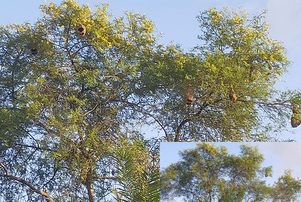 বাবলা গাছে বাবুইর বাসা
