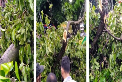 ঢাবির টিএসসিতে গাছের ডাল চাপায় রিকশাচালক নিহত