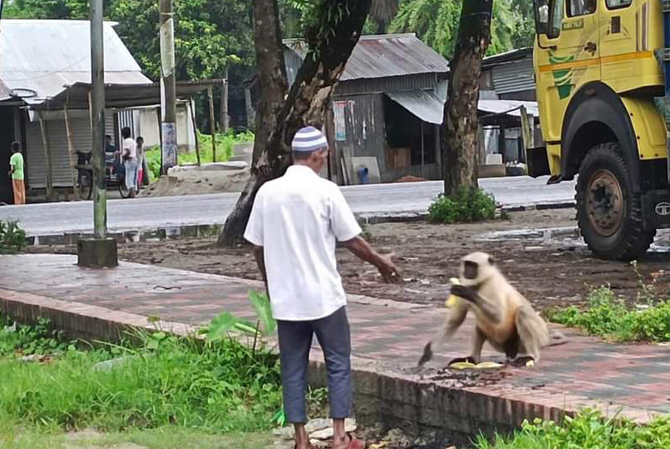 খাবারের সন্ধানে লোকালয়ে হনুমান