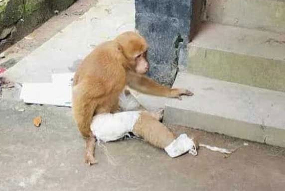চিকিৎসা নেওয়া বানরটিকে বাঁচানো গেল না