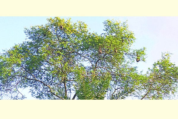 বাবলা গাছে বাবুই পাখির বাসা