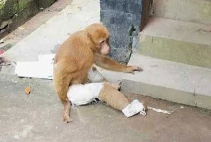 চিকিৎসা নেওয়া বানরটিকে বাঁচানো গেল না