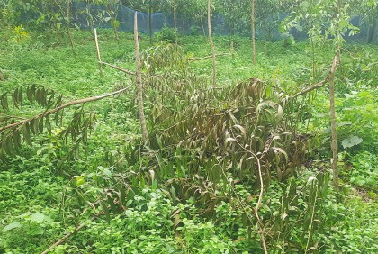 গাছের সঙ্গে শত্রুতা