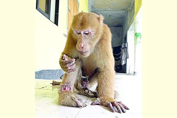 নিজে চিকিৎসা নিতে আসা বানরটিকে বাঁচানো গেল না