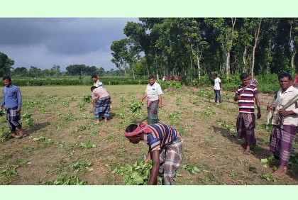 রাতের আঁধারে দুই বিঘা তুলার গাছ কেটে দিল দুর্বৃত্তরা