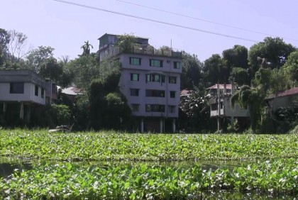 পাহাড়ি ঢলে কাপ্তাই হ্রদে কচুরিপানার জঞ্জাল