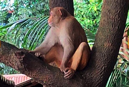 লোকালয়ে ছোটাছুটি করছে দলছুট বানরটি