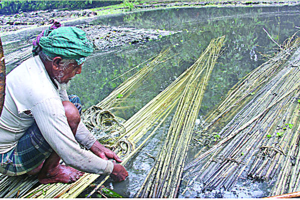 পাট ভিজিয়ে রাখতে ব্যস্ত চাষিরা