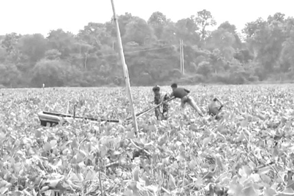 কাপ্তাই হ্রদে কচুরিপানার জঞ্জাল
