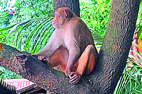 লোকালয়ে ক্ষুধার্ত বানর