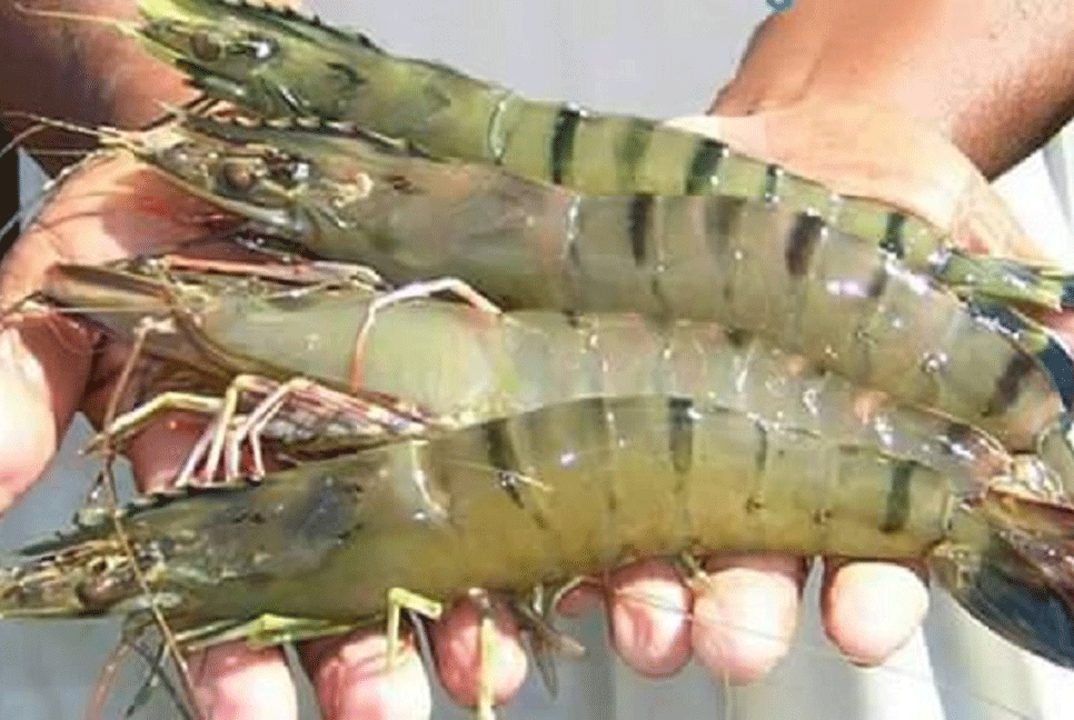 বাগদা চিংড়ির উৎপাদন বাড়ায় কাঁটা শ্যাওলা
