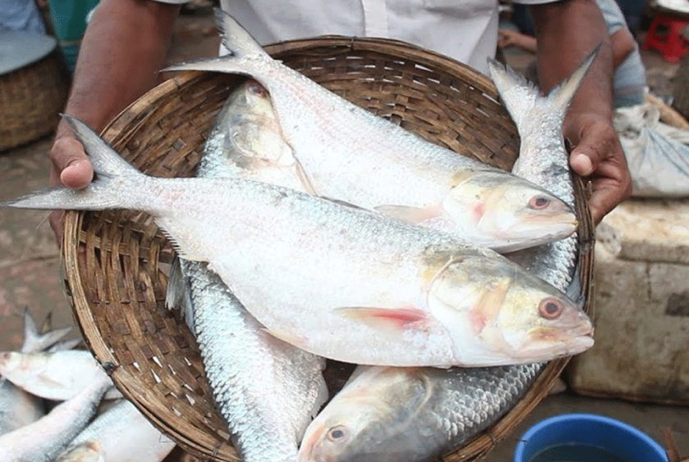দুর্গাপূজায় ৫ হাজার টন ইলিশ চায় ভারত