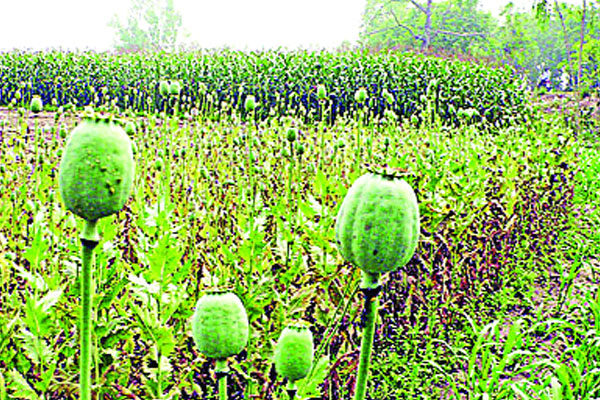 পপি চাষের স্বর্গভূমি ব্ল্যাক ট্রায়াঙ্গেল